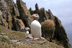 Puffins County Kerry Image by alexr195 from Pixabay