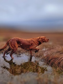 Red Setter Image by Peter Curran from Pixabay